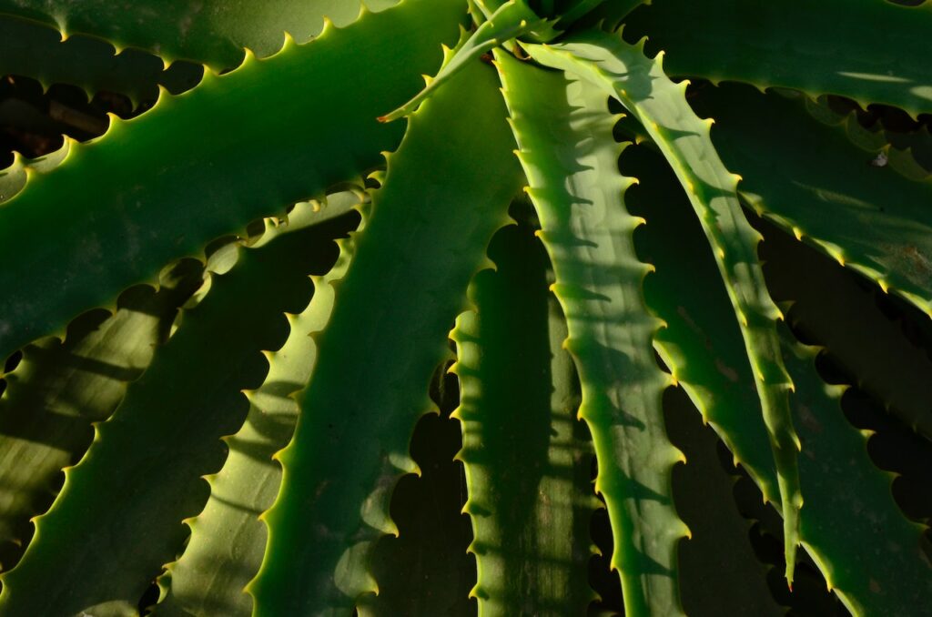 Everything You Need to Know About Aloe Vera Powder